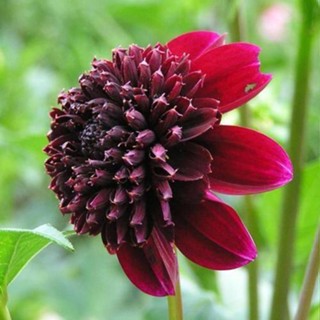 1 หัว /ชุุด เหง้า ต้นรักเร่ Dahlia สายพันธุ์ Rock Star สีแดง หัวรักเร่ ดอกรักเร่ รักแรกพบ เฟิร์สเลิฟ