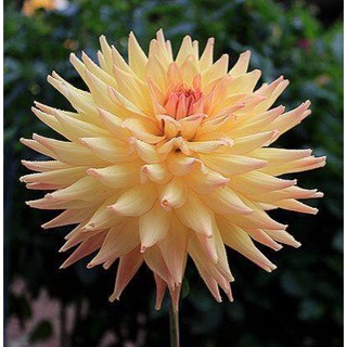 1 หัว /ชุุด เหง้า ต้นรักเร่ Dahlia สายพันธุ์ Cactus สีเหลือง หัวรักเร่ ดอกรักเร่ รักแรกพบ เฟิร์สเลิฟ