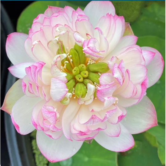 5 เมล็ด บัว สายพันธุ์ MALLORY MY LOVE LOTUS สีชมพู