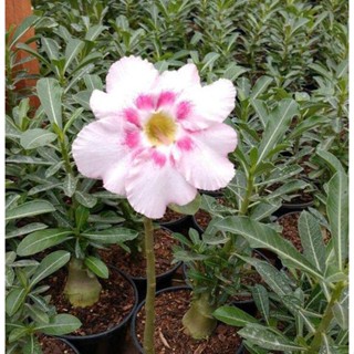 5 เมล็ดพันธุ์ ชวนชม ลูกผสมไฮบริด สายพันธุ์ Sabi star สีขาว กุหลาบทะเลทราย Adenium seed