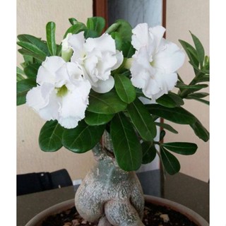 5 เมล็ดพันธุ์ ชวนชม ลูกผสมไฮบริด สายพันธุ์ Sandra สีขาว กุหลาบทะเลทราย Adenium seed