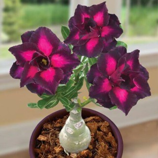 5 เมล็ดพันธุ์ ชวนชม ลูกผสมไฮบริด สายพันธุ์ Purple Plum สีม่วง กุหลาบทะเลทราย Adenium seed