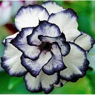 5 เมล็ดพันธุ์ ชวนชม ลูกผสมไฮบริด สายพันธุ์ Purple Black สีดำ กุหลาบทะเลทราย Adenium seed