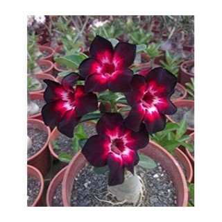 5 เมล็ดพันธุ์ ชวนชม ลูกผสมไฮบริด สายพันธุ์ black hybrids สีดำ กุหลาบทะเลทราย Adenium seed