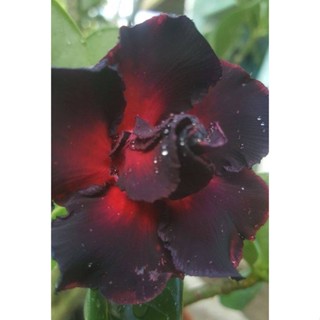 5 เมล็ดพันธุ์ ชวนชม ลูกผสมไฮบริด สายพันธุ์ Black &amp; red สีแดง กุหลาบทะเลทราย Adenium seed