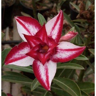 5 เมล็ดพันธุ์ ชวนชม ลูกผสมไฮบริด สายพันธุ์ Red Star สีแดง กุหลาบทะเลทราย Adenium seed