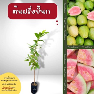 ต้นฝรั่งขี้นก สูง60-80 cm. (เกรดพรีเมียม ประกันพันธุ์แท้100%)