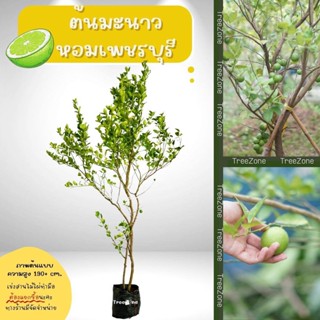 ต้นมะนาวหอมเพชรบุรี สูง200+cm. (เกรดพรีเมียม ประกันพันธุ์แท้100%)