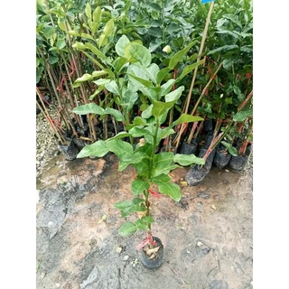 ต้นมะกรูด(เสียบยอด) สูง 50-60 ซม. ลูกดก ต้นเตี้ย ติดผลเร็ว