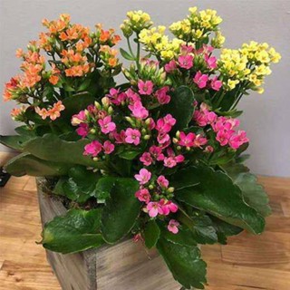 30 เมล็ดพันธุ์ เมล็ด กุหลาบหินดอกซ้อน ไม้อวบน้ำ กุหลาบหิน Kalanchoe blossfeldiana