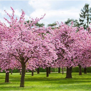 15 เมล็ดพันธุ์ เมล็ด เมล็ดพันธุ์ ซากุระ Weeping Cherry Tree