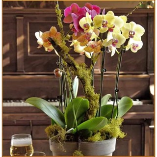 30 เมล็ดพันธุ์ เมล็ดกล้วยไม้ ฟาแลนนอปซิส (Phalaenopsis Orchids) Orchid flower