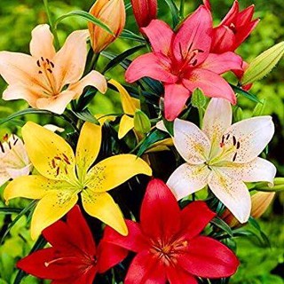 20 เมล็ดพันธุ์ ต้นดอกลิลลี ดอกลิลลี่ Lily . Lilies (Lilium spp.) เป็นดอกไม้ ที่แทนสัญลักษณ์แห่งความรัก