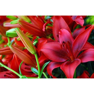 20 เมล็ดพันธุ์ ต้นดอกลิลลี ดอกลิลลี่ Lily . Lilies (Lilium spp.) เป็นดอกไม้ ที่แทนสัญลักษณ์แห่งความรัก