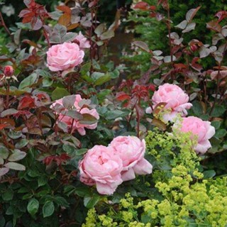 30 เมล็ด เมล็ดพันธุ์ Rosa Brother Cadfael สายพันธุ์อังกฤษ ดอกกุหลาบ  ดอกใหญ่