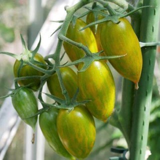 50 เมล็ดพันธุ์ มะเขือเทศ ผลสีเขียว Green Tomato