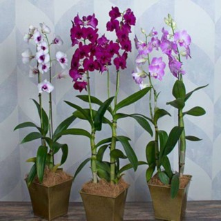 30 เมล็ดพันธุ์ เมล็ดกล้วยไม้ กล้วยไม้สกุลหวาย (Dendrobium) Orchid flower