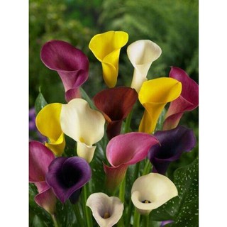 20 เมล็ดพันธุ์ ต้นคาลล่าลิลลี่ คาลล่า ลิลลี่ (Calla Lily) เป็นดอกไม้ ที่แทนสัญลักษณ์แห่งความรัก