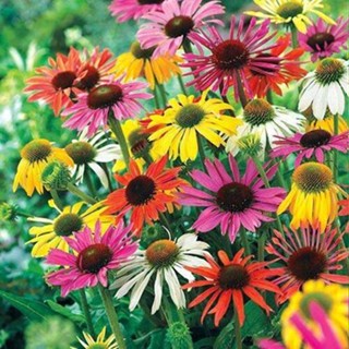 100 เมล็ดพันธุ์ เมล็ด เมล็ดพันธุ์ เอ็กไคนาเซีย หรือ โคนฟลาวเวอร์ Echinacea Coneflower