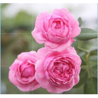 25 เมล็ด เมล็ดกุหลาบ อังกฤษ พันธุ์เลื้อย สีชมพู กุหลาบหนู Rose