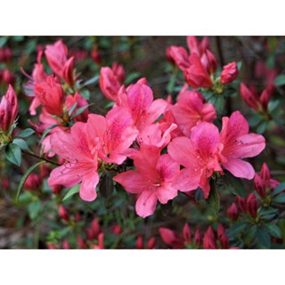 15 เมล็ดพันธุ์ กุหลาบพันปี ต้นโรโดเดนดรอน Azalea Rhododendron flower