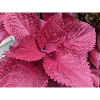 100 เมล็ดพันธุ์ เมล็ด ฤษีผสม  เป็นไม้พุ่มโตเร็ว ใบมีหลายสี Plectranthus scutellarioides (Coleus)