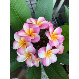 30 เมล็ดพันธุ์ เมล็ด ลั่นทม หรือ ลีลาวดี สายพันธุ์แคระ Frangipani Plumeria