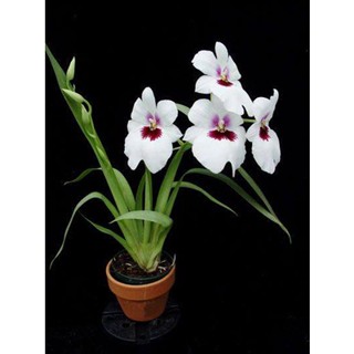 30 เมล็ดพันธุ์ เมล็ดกล้วยไม้ กล้วยไม้มิลโทนอปซิส (Miltonopsis Orchids) Orchid flower