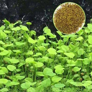 100 เมล็ดหญ้าน้ำ สำหรับปลูกตกแต่งตู้ปลา ตู้ไม้น้ำ Aquarium Plants ช่วยสร้างระบบนิเวศในตู้ปลาให้เหมือนกับธรรมชาติ