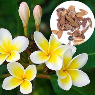 30 เมล็ดพันธุ์ เมล็ด ลั่นทม หรือ ลีลาวดี สายพันธุ์แคระ Frangipani Plumeria