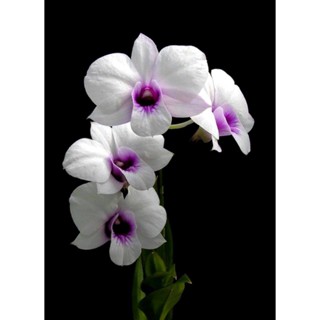 30 เมล็ดพันธุ์ เมล็ดกล้วยไม้ ฟาแลนนอปซิส (Phalaenopsis Orchids) Orchid flower