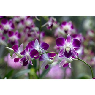 30 เมล็ดพันธุ์ เมล็ดกล้วยไม้ กล้วยไม้สกุลหวาย (Dendrobium) Orchid flower