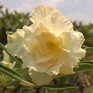 10 เมล็ด เมล็ดพันธุ์ ชวนชม สายพันธุ์ไต้หวัน สีเหลือง Adenium กุหลาบทะเลทราย Desert Rose ราชินีบอนไซ