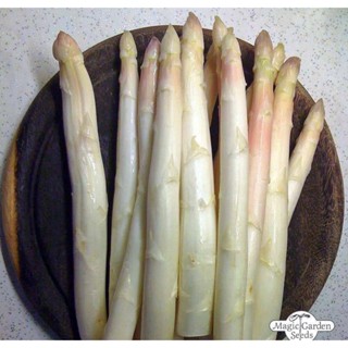 10 เมล็ดพันธุ์ หน่อไม้ฝรั่ง White Asparagus