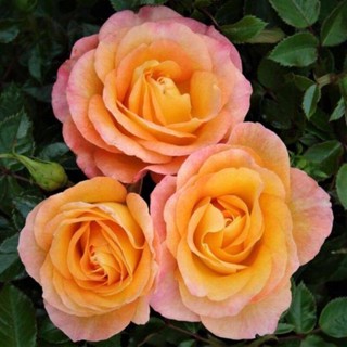  เมล็ดพันธุ์ กุหลาบ Champagne Rose  ดอกใหญ่ ดอกหอม  เมล็ดสด ใหม 5  เมล็ด