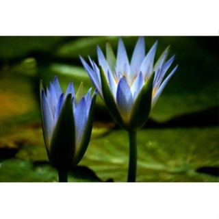 เมล็ดบัว พันธุ์อ่าง สีฟ้า (Blue lotus) 5 เมล็ด