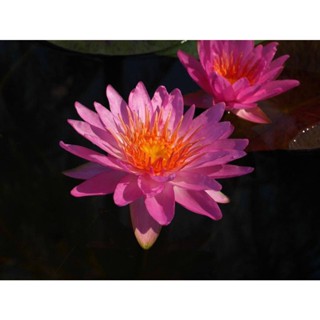 เมล็ดบัว พันธุ์อ่าง (Water Lily) สีชมพู 5 เมล็ด