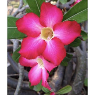 เมล็ด ชวนชม Desert Rose ฮอลแลนด์ดอกชั้นเดียวสีแดง (Obesum Red Color ) 10 เมล็ด