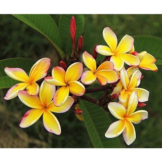 20 เมล็ด ลีลาวดี Frangipani , Pagoda Tree, Hawaii Plumeria สายพันธุ์ thantrongnhan สีเหลือง