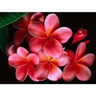 20 เมล็ด ลีลาวดี Frangipani , Pagoda Tree, Hawaii Plumeria สายพันธุ์ Exotic Plumeria สีบานเย็น