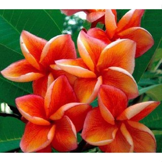 20 เมล็ด ลีลาวดี Frangipani , Pagoda Tree, Hawaii Plumeria สายพันธุ์ Orange สีส้ม