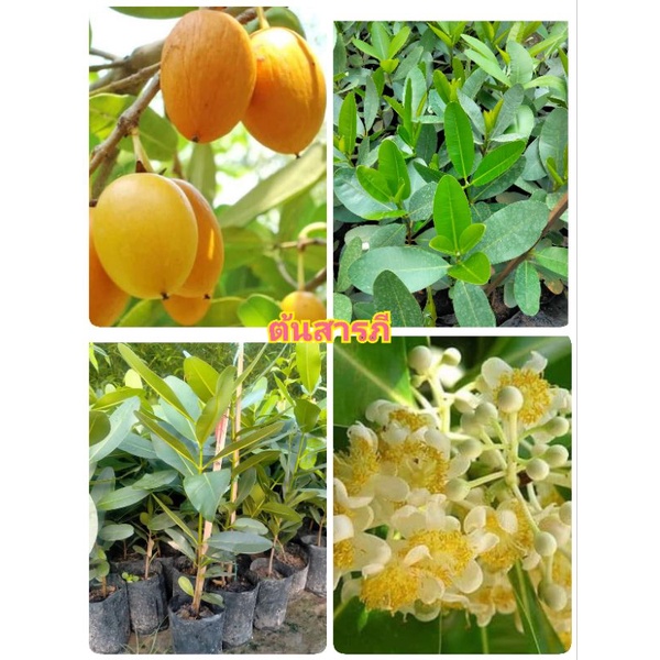 🌼ต้นสารภี 🌼ดอกมีกลิ่นหอม/เพาะเมล็ด