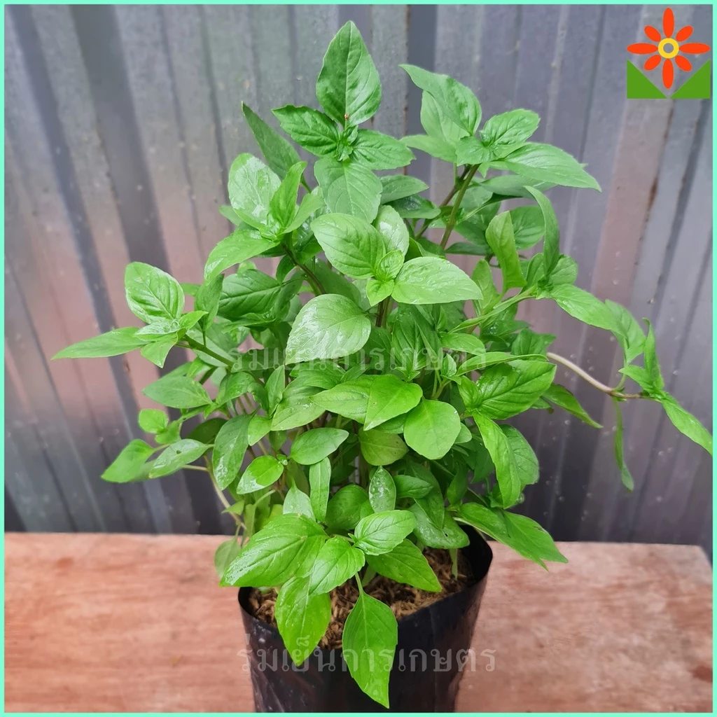 ต้นโหระพา ในถุงเพาะชำ 5.5นิ้ว basil plant หรือ Sweet Basil หรือ Thai Basil