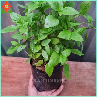 ต้นโหระพา ในถุงเพาะชำ 5.5นิ้ว basil plant หรือ Sweet Basil หรือ Thai Basil