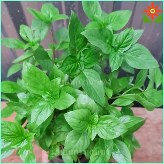 ต้นโหระพา ในถุงเพาะชำ 5.5นิ้ว basil plant หรือ Sweet Basil หรือ Thai Basil