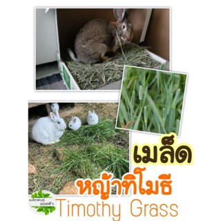 เมล็ดหญ้าทิโมธี Timothy Grass หญ้ากระต่าย หนู เต่าบก เต่าสัตว์เลี้ยง 100เมล็ด