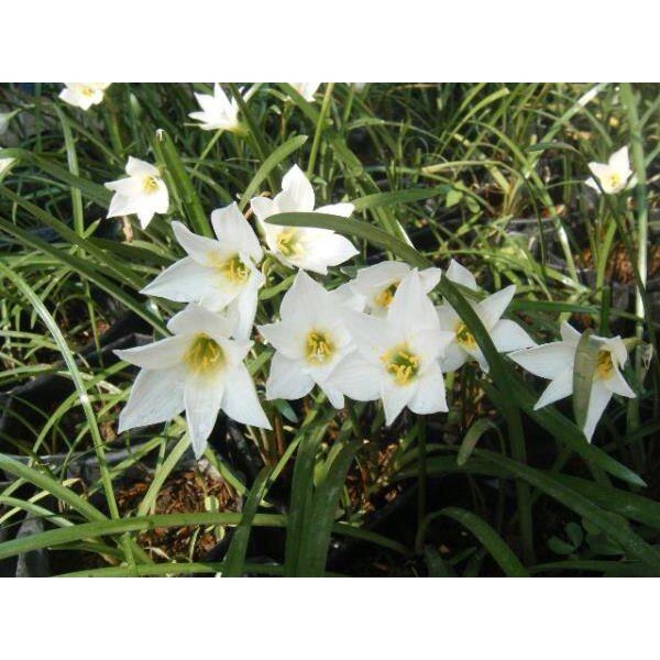 10หัว/ชุด (Zephyranthes grandiflora) สีขาว ชื่ออื่นๆ ว่านขุนแผนสะกดทัพ, บัวจีน, บัวฝรั่ง, บัวสวรรค์ หน่อ หัวใหญ่