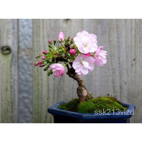 เมล็ด Cherry Blossom Bonsai Tree Seeds-Cherry Blossom 10เมล็ด ข้าวโพด