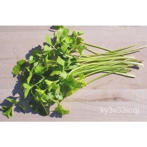 เมล็ด Celery (Light Green) 3000 Seeds: ) (Apium Graveolens) Instructions Included Xx ข้าวโพด