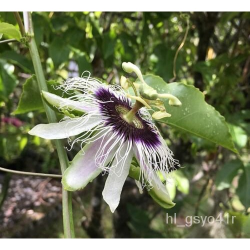 เมล็ด 7เมล็ด Passiflora edulis, Passion Flower, Fruit of the Passion ข้าวโพด